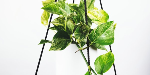 世界杯主赛场鸟瞰高清直播画面